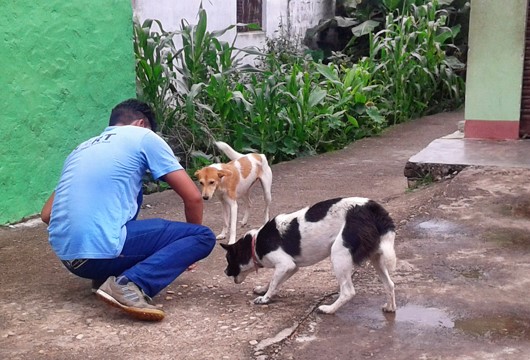 Where possible, dogs are caught by enticing with biscuits