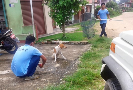 If attracting with biscuits fails then a catching net can be employed