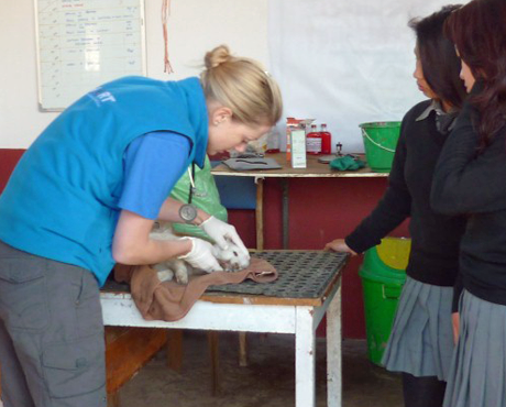 Dr Alexa Selwyn carrying out a clinical examination while the two young owners look on