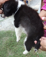 Pup with string tied to tail in attempt to amputate it