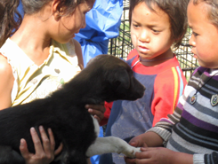 This young dog was brought in for its anti-rabies vaccination