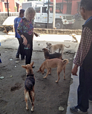 HART co-founder, Barbara Webb, at the Bharatpur kennels