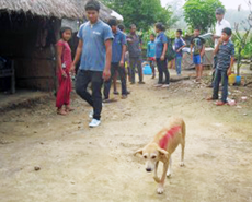 Dogs vaccinated against rabies are given a temporary mark for easy identification within the community