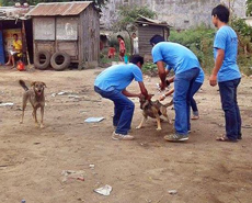 Dog catching for anti-rabies vaccination in Bharatpur