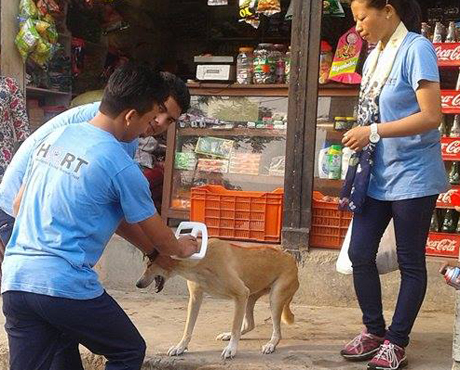 Dog being scanned for her microchip code