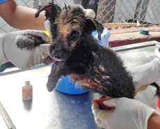 Blacky having a medicated wash