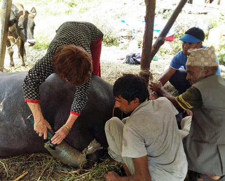 Dr Bronwen Evan removing a leg cast from this buffalo