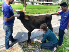 Byron, the bull-calf, being examined by HART staff
