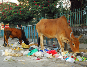 Stray cattle foraging on the streets are often the cause of traffic accidents