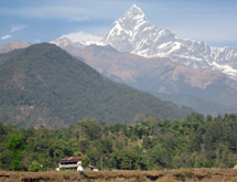 The cattle sanctuary is located in the foothills below Mt Machapuchare (6993m)