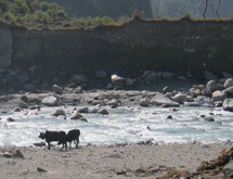 The cattle are free to wander down to the river