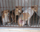 Post-op recovery in Animal Nepal's kennels