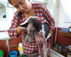 Coffee being treated by Anjani Gurung