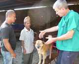 Local vet tech and organiser, Sankhu Shrestha (L), and UK vet, Dr Steve Lewis (R) discuss treatment