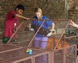 Australian vet nurse, Kate Guscott, returns a dog to a post-op recovery cage