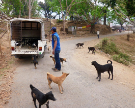 A batch of Dharan roaming dogs being returned to their home territory