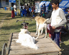 Dharan bike dog #3