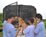 Collected dogs placed into the van