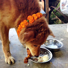 Happy dog celebrating Kukur Tihar with us 