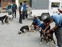 Dog catching in Dolakha