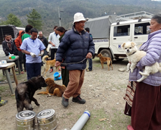 Owners queuing up to have their dogs spayed