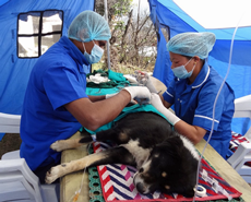 Hard at work inside one of our operating tents