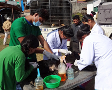 HART staff were assisted by local vet technicians