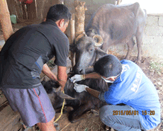 Treating a buffalo in Dhading
