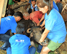 Volunteer vet Dr Maiju Tamminen working in Nuwakot