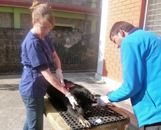 Volunteer vet, Dr Elenor Walsh, with HART technician Narayan Dhakal