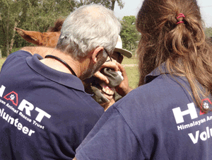 Dr Lyon & Dr Cole examining a pony