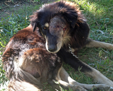 HART's Dr Yugal and visiting vet, Dr Donald Gillon, operated to remove the left eye of this dog, nicknamed Mr Grumpy