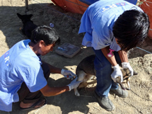 HART staff administer a pre-med injection