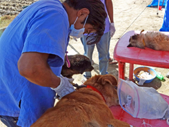 Red identification collars are fitted