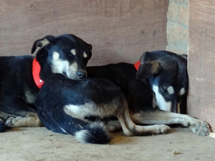 Dogs recovering from their sterilization operation