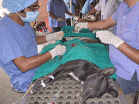 Temporary operating tables were set up in an empty building in Harisiddhi