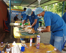 Dog being prepared for surgery at the Hetauda neutering camp