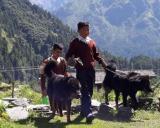 Tibetan Mastiffs in Kalopani