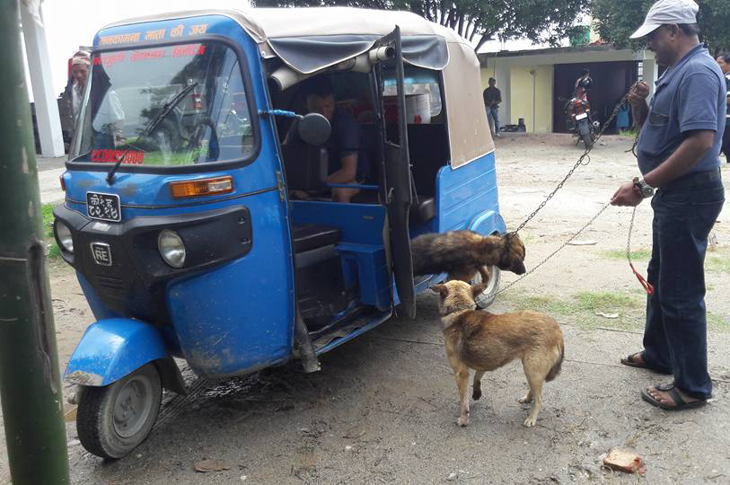 Owned dogs arriving at the Khadbari vaccination camp