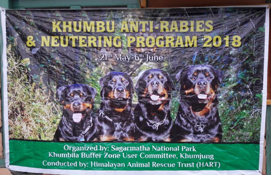 A quartet of Tibetan Mastiffs on the Khumbu programme banner