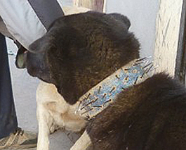 Nail-studded collar fitted to this [large!] dog as protection against leopard attack