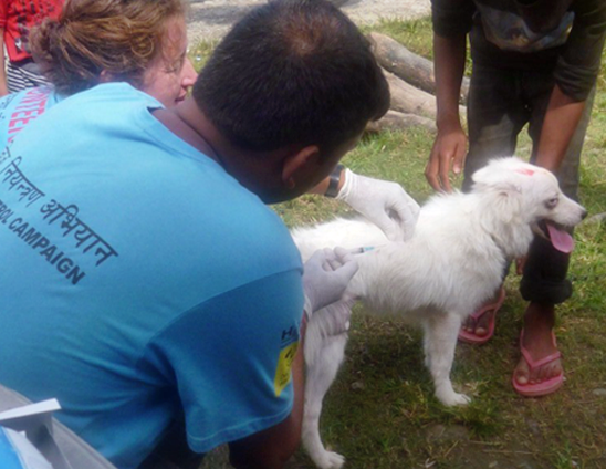 Anti-rabies vaccination in Lekhnath