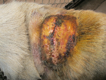 Lucky's wound after treatment
