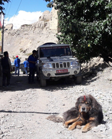 Tibetan Mastiff, vaccinated and marked in the high village of Jhong, just below Muktinath