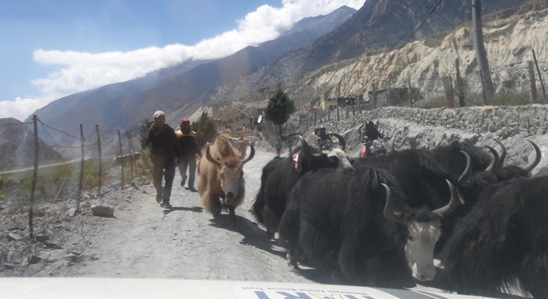 Close encounter with a herd of yaks near Jomsom