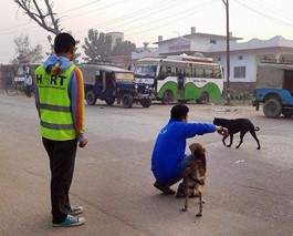 Dog catching in the town - tempting with biscuits