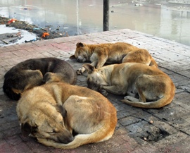 Early morning on the banks of the Bagmati River