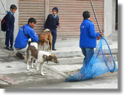 Using the net to catch dogs for anti-rabies vaccination