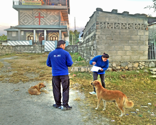 Early morning Pokhara dog census
