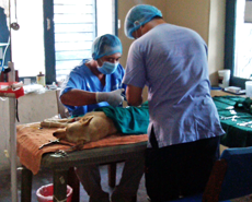 Visiting vet, Dr Prabin Thapa, hard at work